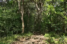 解锁紫金山头驼岭从蒋王庙的七条登山道图片