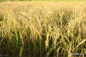 现在新稻谷收购价格多少钱一斤？中秋前后稻谷价格行情走势如何？图片