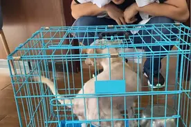 担心狗狗身体出现问题，带到大医院检查，医生的话让悬着的心放下图片