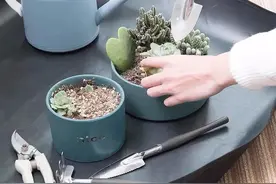 6种“小废物”花盆一丢，肥的流油，透气不烂根，养花一级棒图片