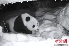 呆萌可爱！四川平武野生大熊猫雪地“刨坑”找水喝图片