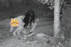 两名加拿大女子被监控拍到赤身“吃”鹿引热议，网友：可能是女巫图片