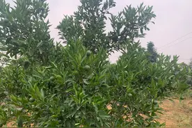 6月柑橘果树管理难点，病虫害防治两套方案，各有亮点图片