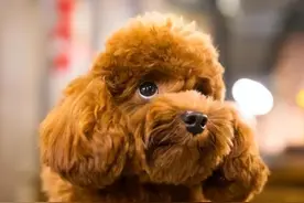 养过最后悔的狗，就是“泰迪犬”！图片