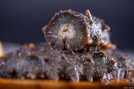 海参什么季节的好？秋季能吃海参吗？图片