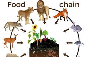 凶猛的狮子、老虎、鲨鱼和人相比，谁是食物链的顶端？图片