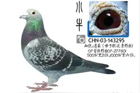 牛眼鸽在育种过程中的作用图片