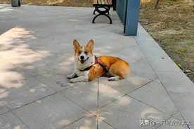 养宠物狗的第一天生活发生的变化图片