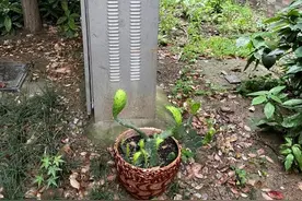 再喜欢，“被遗弃的花草”也别往家搬了，当心有大麻烦图片
