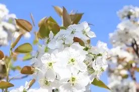 一夜春风梨花开！河北赏梨花预报新鲜出炉图片