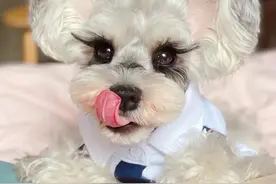 睫毛精？打扮精致的雪纳瑞像极了现实版芭比娃娃，就是小仙女呀图片