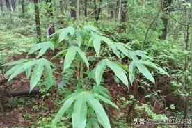 湖南永州发现了五指毛桃树图片