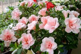 有院子不能错过4种“爬藤花”，1年变“花墙”，墙面不再孤单图片