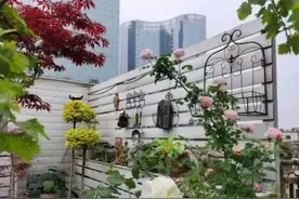 我的70㎡露台，折腾了5年，从一片空旷，成了现在满满当当的花园图片