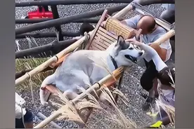 哈士奇爬山累了不愿意动弹，女子雇佣2名轿夫抬着：也太享受了图片