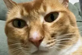 猫咪有这9个信号，可能是胰腺炎的征兆，一定要提高警惕图片