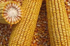 这个玉米新品种高抗茎腐病，高抗倒伏，是增产最多的品种之一图片