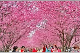 快来打卡！武汉这里有片粉色森林图片