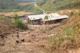 养鸡知识丨在农村养鸡，简易棚该怎么搭？图片