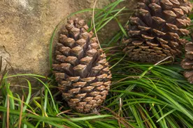 过去山里很多，常捡来当柴烧，殊不知价值很高，人称“仙人之食”图片