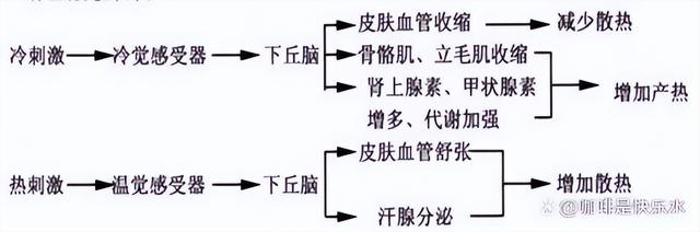 高中生物-人体内环境稳态的生理意义及调节