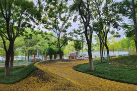 武汉市中心5000棵栾树开花了，满城尽铺“黄金甲”图片