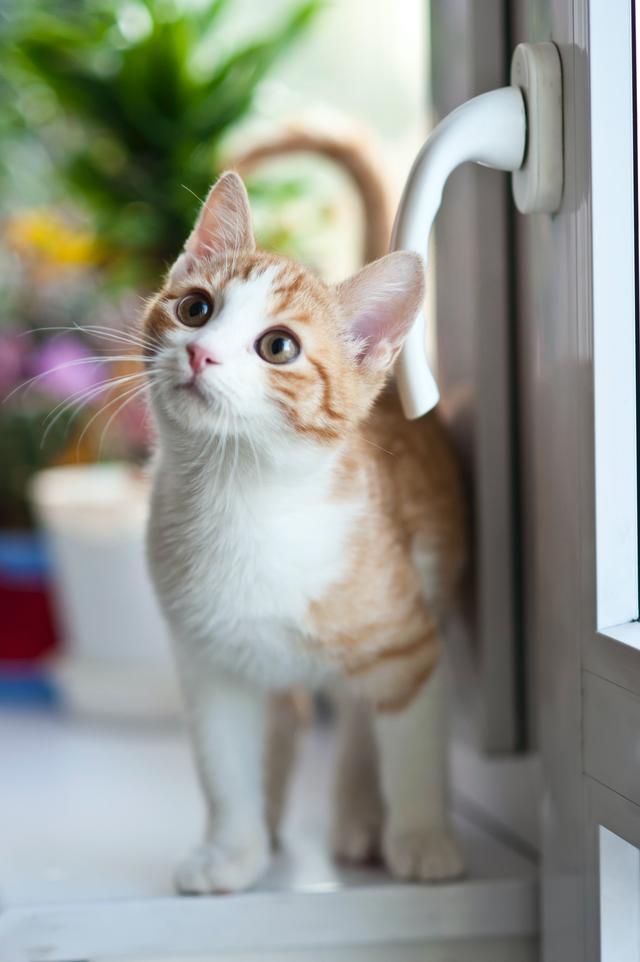 盘点养猫智商税产品，不要再被割韭菜了