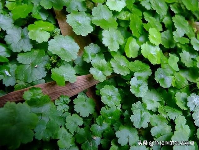 踏春必备“百草图”之三，身边那些有价值的野草，你能认识几种？