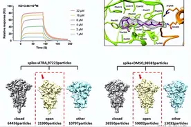 清华大学发现一种维生素A衍生物可显著抑制新冠病毒感染图片