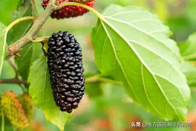 桑葚能补肾，吃错反伤身！中药师告诉您桑葚的正确食用方法与禁忌图片