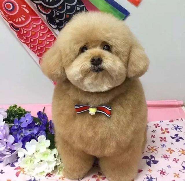 冬天了,"泰迪"有没有必要穿衣服?