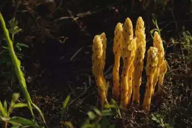 农村人称其“不老草”，“无根无叶”一斤上百元，如今农村也少见图片