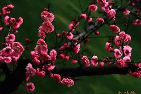 周杰伦：古风歌曲中的YYDS图片