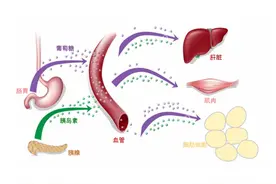 什么是胰岛素抵抗？如何改善这种症状？图片