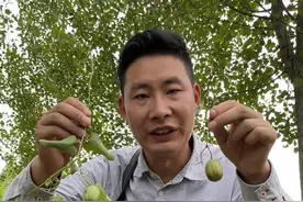 马兜铃别名水马香果，多年生缠绕草本植物。它的茎藤叫天仙藤，根叫青木香。#神奇的植物 #马兜铃 #科普植物视频封面