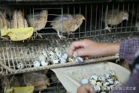 他，养殖鹌鹑20年，年入几百万的养殖效益，如今却要放弃饲养图片