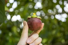 山竹，又一个被东南亚垄断的水果，价格高、需求大为啥咱不自己种图片