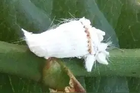 刺吸性害虫——蚧壳虫图片