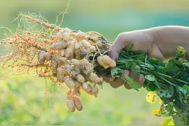 花生地蛴螬泛滥成灾，该如何进行防治？用这5种方法，能有效灭除图片