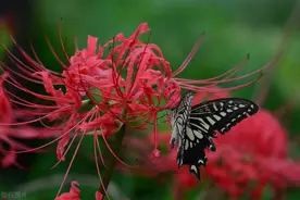 天天想你，夜夜想你，一生一世都在想你图片
