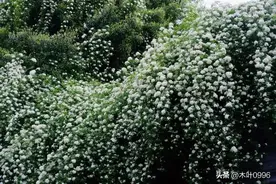 《论漂亮钓系如何掰弯钢铁直男》图片