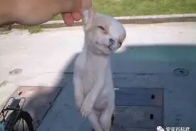 狗不能吃什么食物，8种可以毒死狗的常见食物！图片