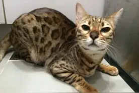 盘点我国禁养的六种猫咪，随便一只都能让你牢底坐穿图片