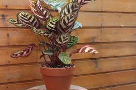 孔雀竹芋应该怎么养？图片