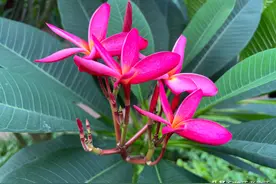 容易读错的十个成语图片