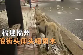 流浪狗仰头喝雨水，小伙看见后眼睛湿润了：也曾是谁家的小可爱图片