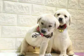 贪吃的拉布拉多，如何面对减肥的问题？可以从饮食方面入手图片