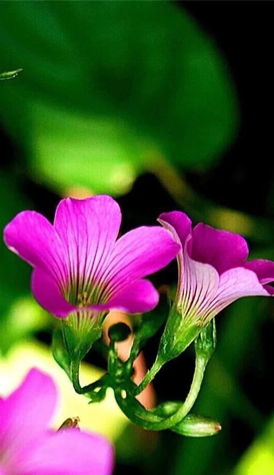 壁纸美图,鲜花怒放,五彩斑斓,绚丽多姿,美不胜收