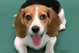 告诉你一个秘密：养狗，最好别养“比格犬”图片