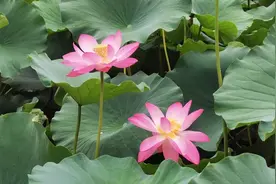 何为“涅槃”图片